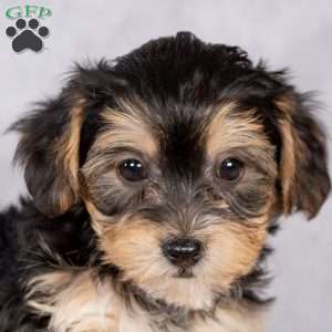 Daisy, Yorkie-Chon Puppy